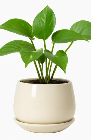 Pot And Planter