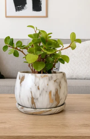 Corporate Gift Plant
