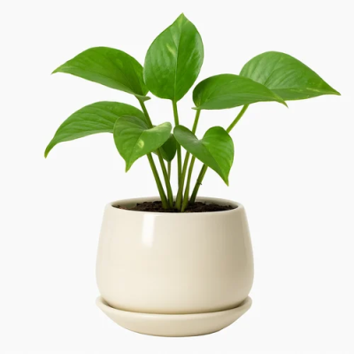 Pot And Planter