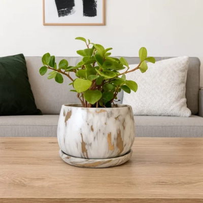 Corporate Gift Plant