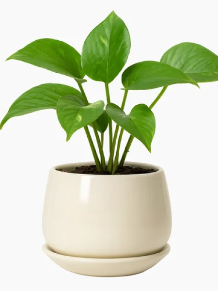 Pot And Planter