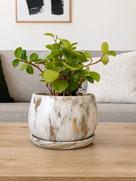 Corporate Gift Plant